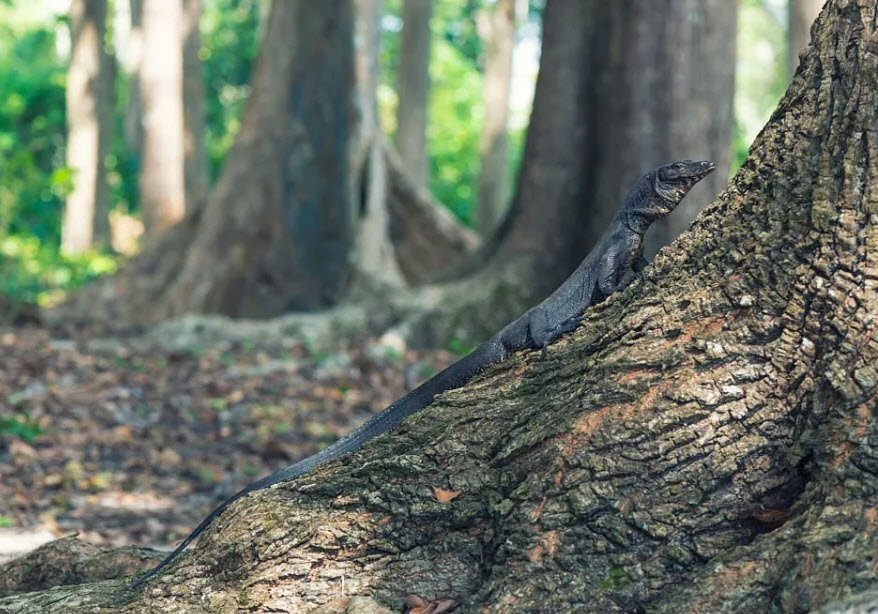 Oyster Island‑II Wildlife Sanctuary, South Andaman, Andaman and Nicobar Islands - Vushii.com